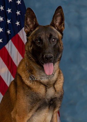 K9 Kare Fund